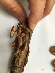 Collybiopsis subnuda