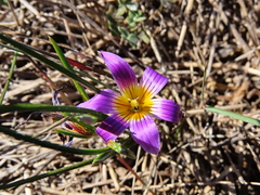 Romulea schlechteri