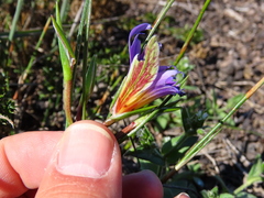 Romulea schlechteri