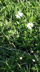 Dimorphotheca pluvialis