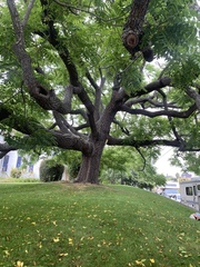 Juglans