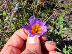 Romulea schlechteri