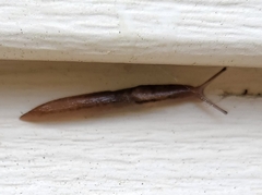 Ambigolimax valentianus