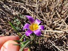 Romulea schlechteri