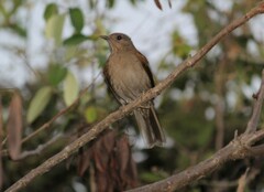 Turdus leucomelas