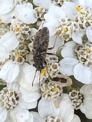 Nithecus jacobaeae