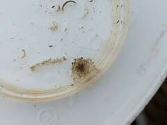 Metacarcinus magister