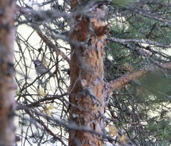 Lophophanes cristatus