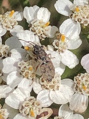 Nithecus jacobaeae