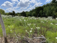 Euphorbia marginata
