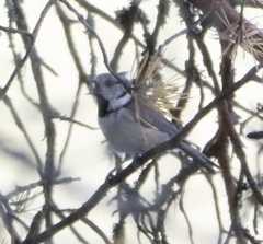 Lophophanes cristatus