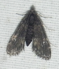 Elophila tinealis