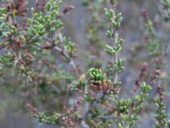 Adenostoma fasciculatum