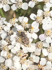 Nithecus jacobaeae