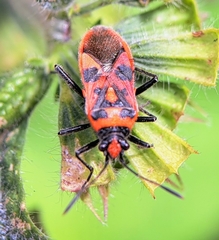 Corizus hyoscyami