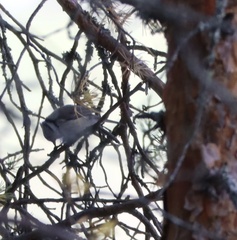 Lophophanes cristatus
