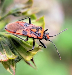 Corizus hyoscyami
