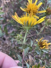 Berkheya spinosa