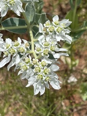 Euphorbia marginata