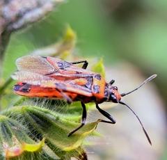 Corizus hyoscyami
