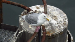 Larus glaucescens × occidentalis