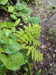 Polypodiopsida