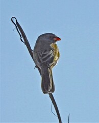 Embernagra platensis