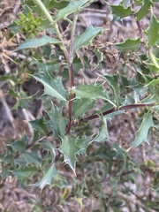 Berkheya spinosa