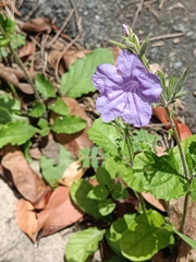 Ruellia ciliatiflora