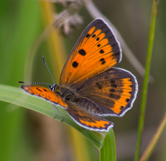 Lycaena dispar