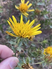 Berkheya spinosa