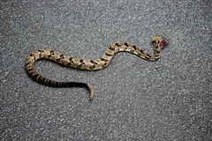 Crotalus horridus