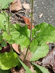 Ruellia ciliatiflora