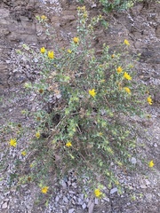 Berkheya spinosa