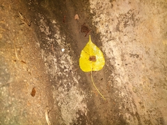 Eleutherodactylus planirostris