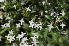 Calliopsis andreniformis