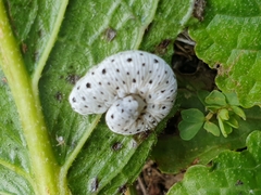 Tenthredo scrophulariae
