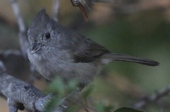 Baeolophus inornatus