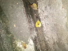 Eleutherodactylus planirostris