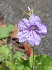 Ruellia ciliatiflora