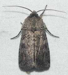 Euxoa tessellata