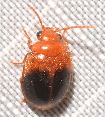 Prionocyphon discoideus