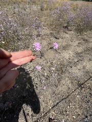 Lessingia leptoclada