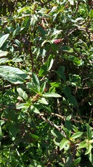 Phytolacca octandra