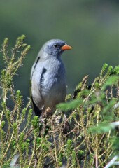 Embernagra platensis