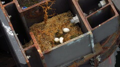 Larus glaucescens × occidentalis