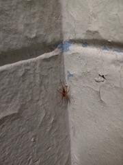 Araneae