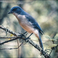 Aphelocoma wollweberi