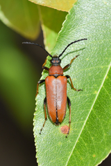 Stictoleptura rubra