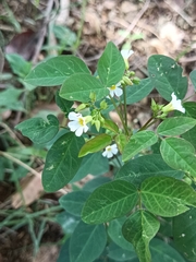 Oxalis barrelieri